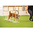 Show in main carousel: Better Sporting Dogs 5 Piece Complete Starter Dog Agility Set slide 3 of 12