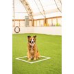 Show in main carousel: Better Sporting Dogs 5 Piece Complete Starter Dog Agility Set slide 4 of 12