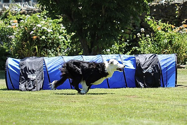 Show full view: Better Sporting Dogs 5 Piece Complete Starter Dog Agility Set slide 6 of 12