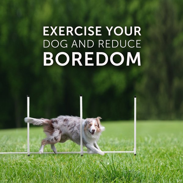 Show full view: Better Sporting Dogs 5 Piece Complete Starter Dog Agility Set slide 9 of 12