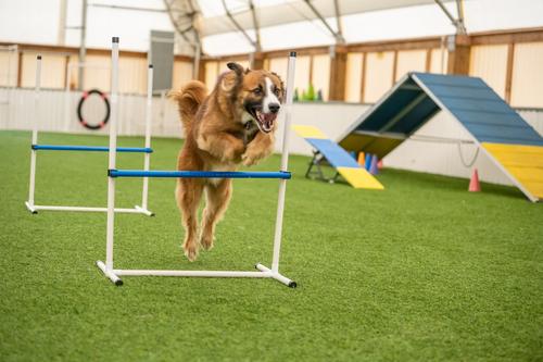 Show full view: Better Sporting Dogs 7 Piece Deluxe Dog Agility Equipment Set slide 3 of 12