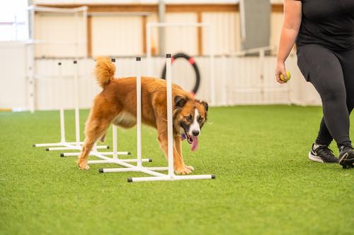 Show full view: Better Sporting Dogs 7 Piece Deluxe Dog Agility Equipment Set slide 4 of 12