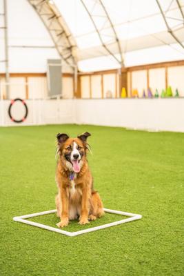 Show full view: Better Sporting Dogs 7 Piece Deluxe Dog Agility Equipment Set slide 5 of 12