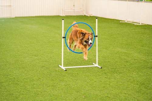 Show full view: Better Sporting Dogs 7 Piece Deluxe Dog Agility Equipment Set slide 6 of 12