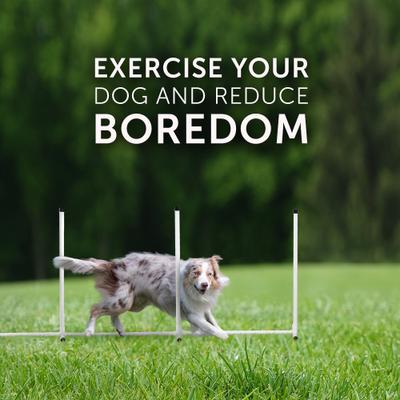 Show full view: Better Sporting Dogs 7 Piece Deluxe Dog Agility Equipment Set slide 10 of 12