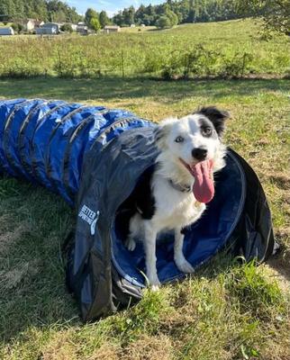 Show full view: Better Sporting Dogs Heavy Duty PVC Agility Tunnel with Sandbags Dog Training Equipment, Blue, 10-ft slide 4 of 11