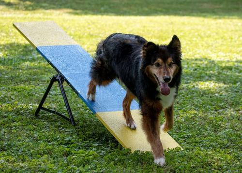 Show full view: Better Sporting Dogs Practice See Saw Dog Agility Training Equipment, Blue/Yellow slide 5 of 8