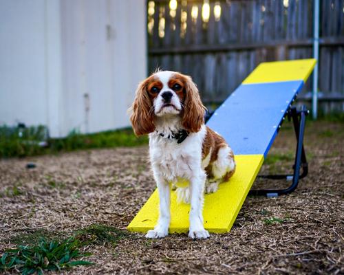 Show full view: Better Sporting Dogs Practice See Saw Dog Agility Training Equipment, Blue/Yellow slide 6 of 8