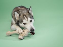 BetterBone Medium Density Classic Beef Flavor Dog Chew Toy, Large slide 2 of 4