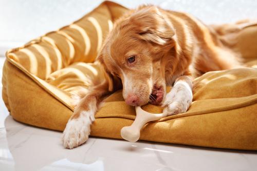 Show full view: BetterBone Medium Density Classic Beef Flavor Dog Chew Toy, Small slide 4 of 5