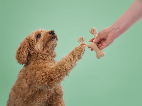 Show full view: BetterBone Medium Density Classic Beef Flavor Dog Chew Toy, Small slide 3 of 5