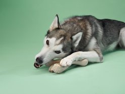 BetterBone Medium Density Classic Flavor Dog Chew Toy, Large slide 2 of 4