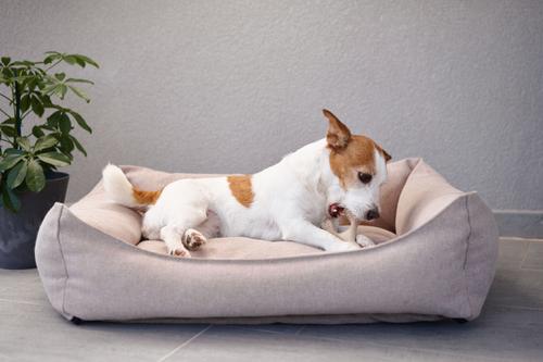 Show full view: BetterBone Soft Density Classic Flavor Dog Chew Toy, Mini slide 5 of 6