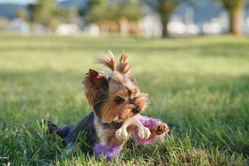 Show full view: BetterBone Soft Density Classic Flavor Dog Chew Toy, Mini slide 4 of 6