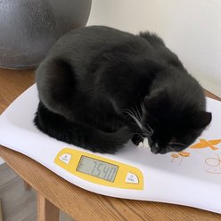 Beurer Dog & Cat Scale, Yellow slide 2 of 4
