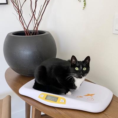 Show full view: Beurer Dog & Cat Scale, Yellow slide 3 of 5