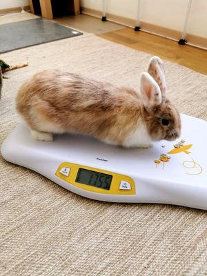 Show full view: Beurer Dog & Cat Scale, Yellow slide 4 of 5