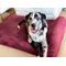 Show in main carousel: Big Barker 7" Headrest Orthopedic Pillow Dog Bed with Removable Cover, Burgundy, Extra Large slide 5 of 14