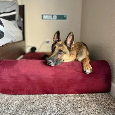 Show full view: Big Barker 7" Headrest Orthopedic Pillow Dog Bed with Removable Cover, Burgundy, Extra Large slide 4 of 14