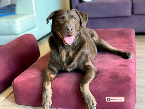 Show full view: Big Barker 7" Headrest Orthopedic Pillow Dog Bed with Removable Cover, Burgundy, Large slide 4 of 13