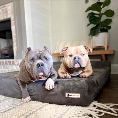 Show full view: Big Barker 7" Headrest Orthopedic Pillow Dog Bed with Removable Cover, Charcoal Gray, Giant slide 4 of 13