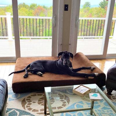 Show full view: Big Barker 7" Headrest Orthopedic Pillow Dog Bed with Removable Cover, Chocolate, Giant slide 4 of 13