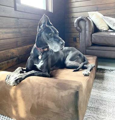 Show full view: Big Barker 7" Headrest Orthopedic Pillow Dog Bed with Removable Cover, Chocolate, Giant slide 3 of 13