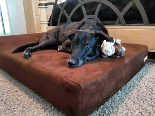 Show full view: Big Barker 7" Headrest Orthopedic Pillow Dog Bed with Removable Cover, Chocolate, Large slide 3 of 13