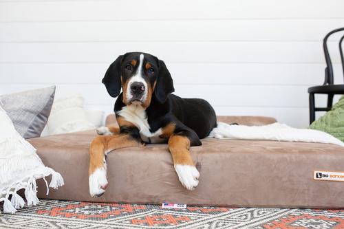 Show full view: Big Barker 7" Headrest Orthopedic Pillow Dog Bed with Removable Cover, Khaki, Giant slide 4 of 13