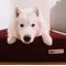 Show in main carousel: Big Barker 7" Sleek Orthopedic Pillow Dog Bed with Removable Cover, Burgundy, Large slide 4 of 12
