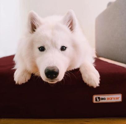 Show full view: Big Barker 7" Sleek Orthopedic Pillow Dog Bed with Removable Cover, Burgundy, Large slide 4 of 12