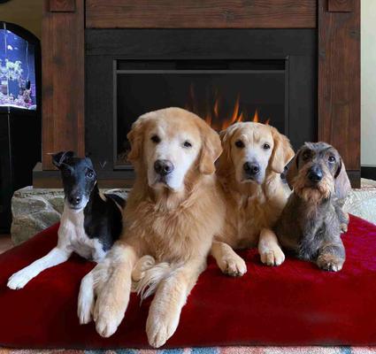 Show full view: Big Barker 7" Sleek Orthopedic Pillow Dog Bed with Removable Cover, Burgundy, X-Large slide 4 of 11