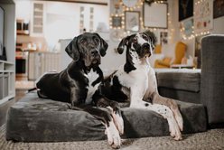 Big Barker 7" Sleek Orthopedic Pillow Dog Bed with Removable Cover, Charcoal Gray, Giant slide 2 of 9