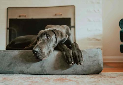 Show full view: Big Barker 7" Sleek Orthopedic Pillow Dog Bed with Removable Cover, Charcoal Gray, Giant slide 4 of 11
