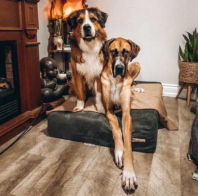 Show full view: Big Barker 7" Sleek Orthopedic Pillow Dog Bed with Removable Cover, Charcoal Gray, Large slide 4 of 12