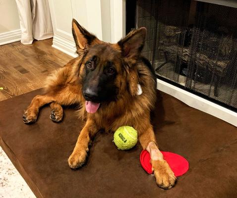 Show full view: Big Barker 7" Sleek Orthopedic Pillow Dog Bed with Removable Cover, Chocolate, Large slide 4 of 11