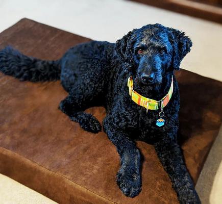 Show full view: Big Barker 7" Sleek Orthopedic Pillow Dog Bed with Removable Cover, Chocolate, Large slide 3 of 11