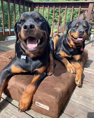 Show full view: Big Barker 7" Sleek Orthopedic Pillow Dog Bed with Removable Cover, Chocolate, X-Large slide 4 of 11