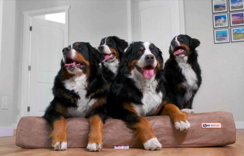 Show full view: Big Barker 7" Sleek Orthopedic Pillow Dog Bed with Removable Cover, Khaki, Giant slide 3 of 11