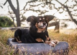 Big Barker Jr. Pillow Top with Headrest Orthopedic Dog Bed, Charcoal Gray, Medium
