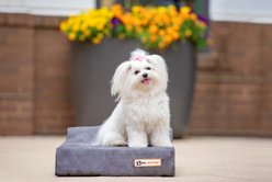 Big Barker Jr. Pillow Top with Headrest Orthopedic Dog Bed, Charcoal Gray, Small