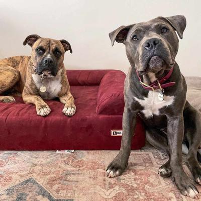 Show full view: Big Barker Sofa Edition Orthopedic Bolster Dog Bed with Removable Cover, Burgundy, Large slide 3 of 8