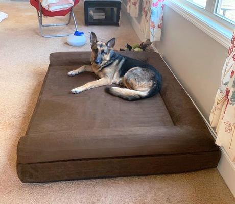 Show full view: Big Barker Sofa Edition Orthopedic Bolster Dog Bed with Removable Cover, Chocolate, Giant slide 3 of 8