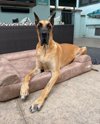 Show full view: Big Barker Sofa Edition Orthopedic Bolster Dog Bed with Removable Cover, Khaki, Giant slide 3 of 8