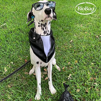 Show full view: BioBag Large Pet Waste Bags, 35 count slide 5 of 6