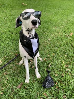 Show full view: BioBag Standard Pet Waste Bags, 50 count slide 4 of 6