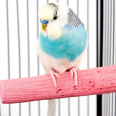 Show full view: Bird Life Parakeet & Small Bird Perch, 6-in slide 2 of 5