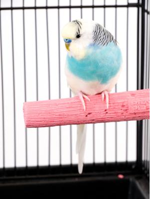 Show full view: Bird Life Parakeet & Small Bird Perch, 6-in slide 3 of 5