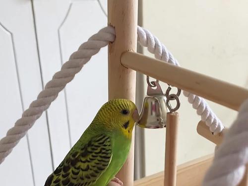 Show full view: Bird Life Penn-Plax Foldable Bird Playpen, Natural Brown, XX-Large slide 8 of 9