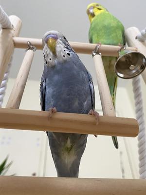 Show full view: Bird Life Penn-Plax Foldable Bird Playpen, Natural Brown, XX-Large slide 4 of 9